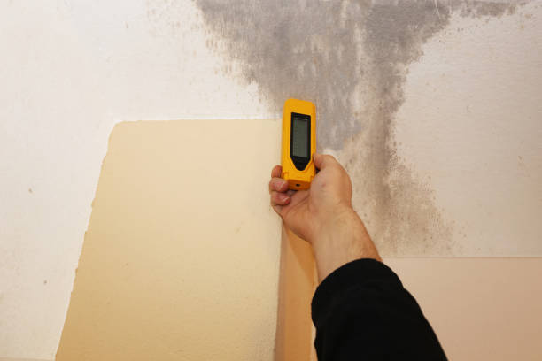  Trinity, AL Mold Removal Pros