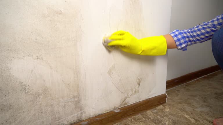 Best Basement Mold Removal  in Trinity, AL