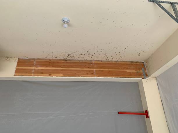 Best Black Mold Removal  in Trinity, AL