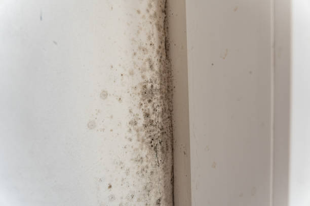 Best Residential Mold Inspection & Testing  in Trinity, AL