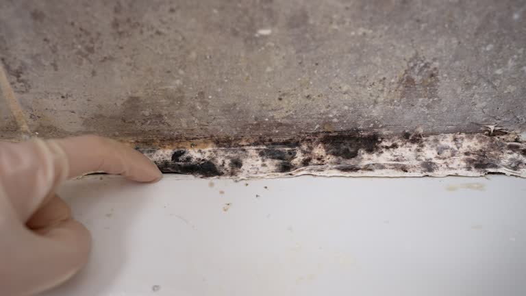 Best Forensic Mold Investigation  in Trinity, AL