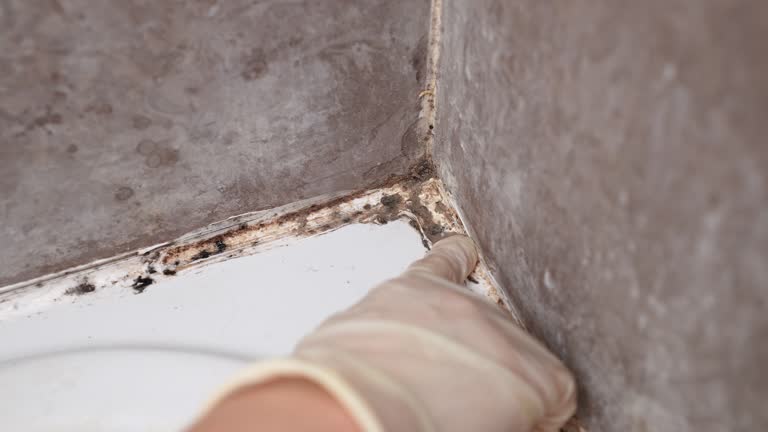 Best Mold Prevention Services  in Trinity, AL